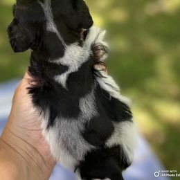 Miniature Schnauzer Puppies from Sandy Creek Schnauzers