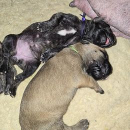 Doberman Pinscher and Great Dane Puppies from Draggin Dobermans & Great Danes