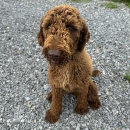 Cocoa - Poodle