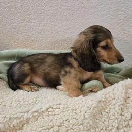 GiGi - Cream female Dachshund puppy in Tonopah, Arizona from Desert Diamond Dachshunds