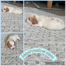 Marshmallow - Piebald male Dachshund puppy in Elko, Nevada from Willow Creek Dachshunds, and Collies