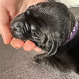Labrador Retriever Puppies from North Star Retrievers