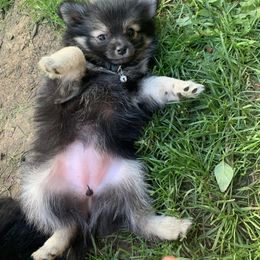 Pomeranian Puppies from Kristin Alsup