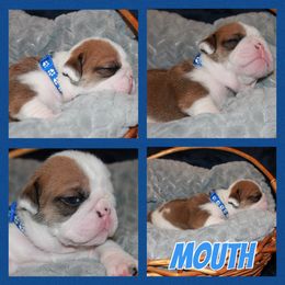 Mouth - Red and white Bulldog puppy in Lake, Mississippi from MS Magnolia Bulldogs