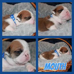 Mouth - Red and white Bulldog puppy in Lake, Mississippi from MS Magnolia Bulldogs