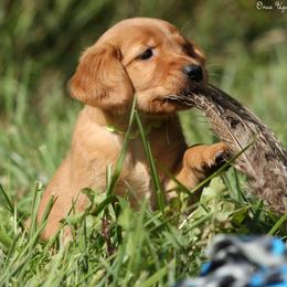 Mitzy Lime Green Boy - Dark golden male Golden Retriever puppy in Idaho Falls, Idaho from Once Upon A Dream Kennels