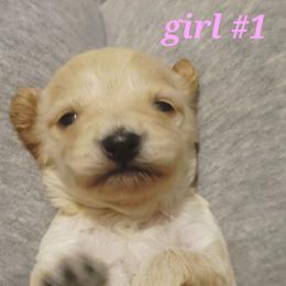 Eenie - Apricot female Cavapoo puppy in Wentworth, Missouri from Newton County Cavaliers & Cavapoos LLC