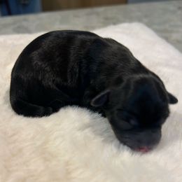 Black White Female - Black female Yorkipoo puppy in Topeka, Kansas from Bayless Yorkiepoos