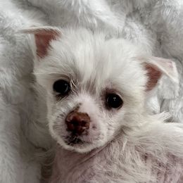 Chinese Crested Puppies from JJ’s Pawz and Clawz
