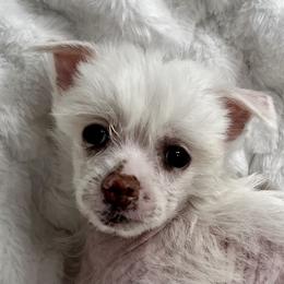 Chinese Crested Puppies from JJ’s Pawz and Clawz