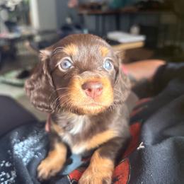 Winnie - Chocolate and tan female Dachshund puppy in Artesia, California from Woodie Weens