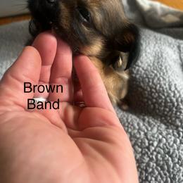 Brown band no paw prints - Chocolate and tan male Yorkshire Terrier puppy in White Pigeon, Michigan from Shorkie puppies
