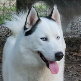 NANUK - Siberian Husky