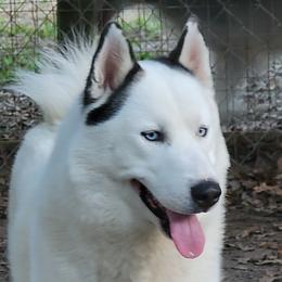 NANUK - Siberian Husky