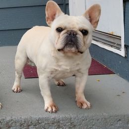 Maddie - French Bulldog