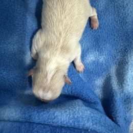 Boy 3 - Cream male Pomeranian puppy in Decatur, Iowa from Lisa Greenhalgh