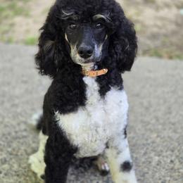 Lily - Poodle