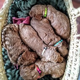 Goldendoodle Puppies from Re Family Doodles