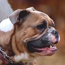 Matilda - Olde English Bulldogge