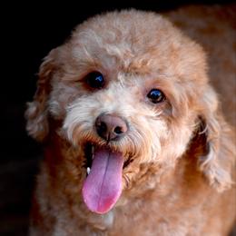Pumpkin - Poodle