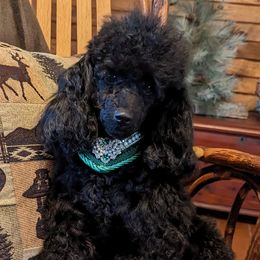 Mya - Poodle