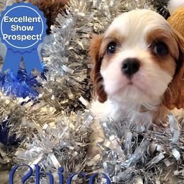 Chico - Blenheim male Cavalier King Charles Spaniel puppy in Rockville, Maryland from Skais the Limit Cavaliers
