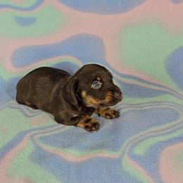 Dachshund Puppies from Newbern's Nuggets