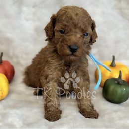Symphony - Red  male Poodle puppy in Belleville, New Jersey from TK Poodles