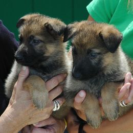 German Shepherd Puppies from Von Lindesfarne