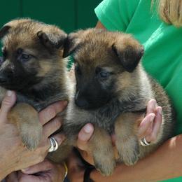 German Shepherd Puppies from Von Lindesfarne
