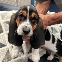 Basset Hounds from Baying Bassets