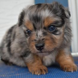 Girl 1 - Blue merle female Miniature Australian Shepherd puppy in Lubbock, Texas from Texas Bluebonnet Herders