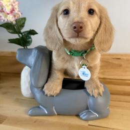 Dachshund Puppies from Lucy’s Mini Doxies