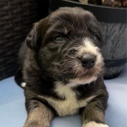Mango - Black tri-color male Australian Shepherd puppy in Tuftonboro, New Hampshire from Aussies Edge Farm