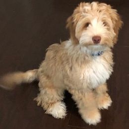 Australian Labradoodle Puppies from Coastal Labradoodles