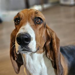 Ryn - Basset Hound