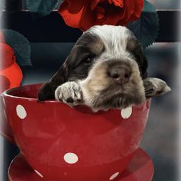 (Beignet) Maxine - Brown roan and tan female Cocker Spaniel puppy in Texarkana, Texas from K&M Cocker Spaniels