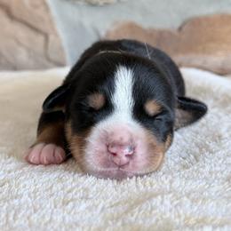 Yellow - Black, white and red female Greater Swiss Mountain Dog puppy in Everett, Pennsylvania from Sweet Stream Swissies