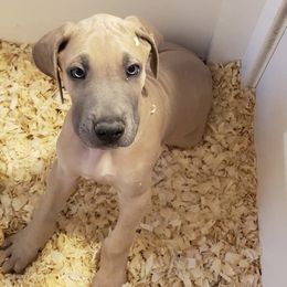 Great Dane Puppies from A Spot Of Blue Great Danes