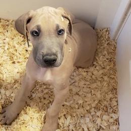 Great Dane Puppies from A Spot Of Blue Great Danes