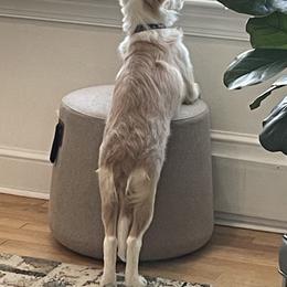American Corgi and Border Collie Puppies from Duncan's Border Collies and Corgis
