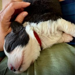 Curious Casey - Black and white male Cardigan Welsh Corgi puppy in Omaha, Arkansas from DnD Corgis