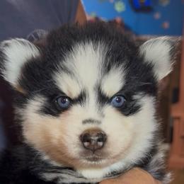 Scobby - Black and white male Pomsky puppy in Spring Hill, Florida from PDQ Pomskies