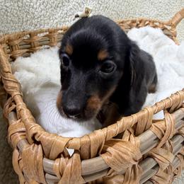 Diva (AKC) - Black and tan female Dachshund puppy in Mansfield, Missouri from Owens Farm