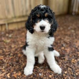 Oleander - Tri-color male Bernedoodle puppy in Harpers Ferry, West Virginia from Oso Perfect Poodles and Doodles