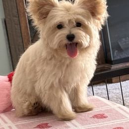 Melania - Apricot female Maltipoo puppy in Colonial Beach, Virginia from BeachRidge Pups