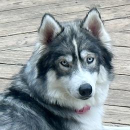 Winter - Siberian Husky