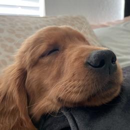Golden Retriever Puppies from River City Goldens
