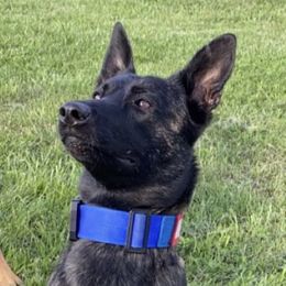 Karma - Dutch Shepherd