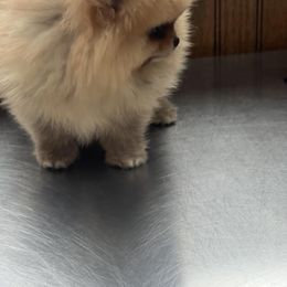 Looks like Daddy - Orange male Pomeranian puppy in Cass City, Michigan from Lil'Fevre Chihuahuas